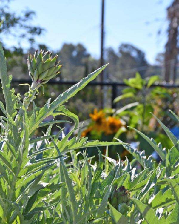 Harding School garden 