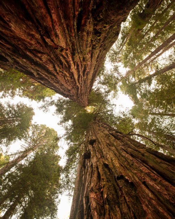 sequoia trees 